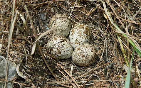 Kurrichane Buttonquail nest